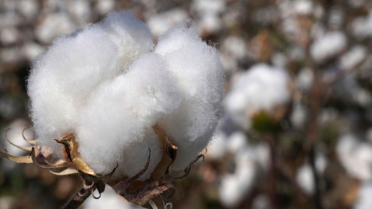 <i>Pulati Niyazi/Imaginechina via AP</i><br/>View of farmers harvesting cotton in Hami city