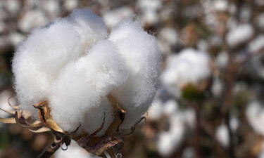 View of farmers harvesting cotton in Hami city