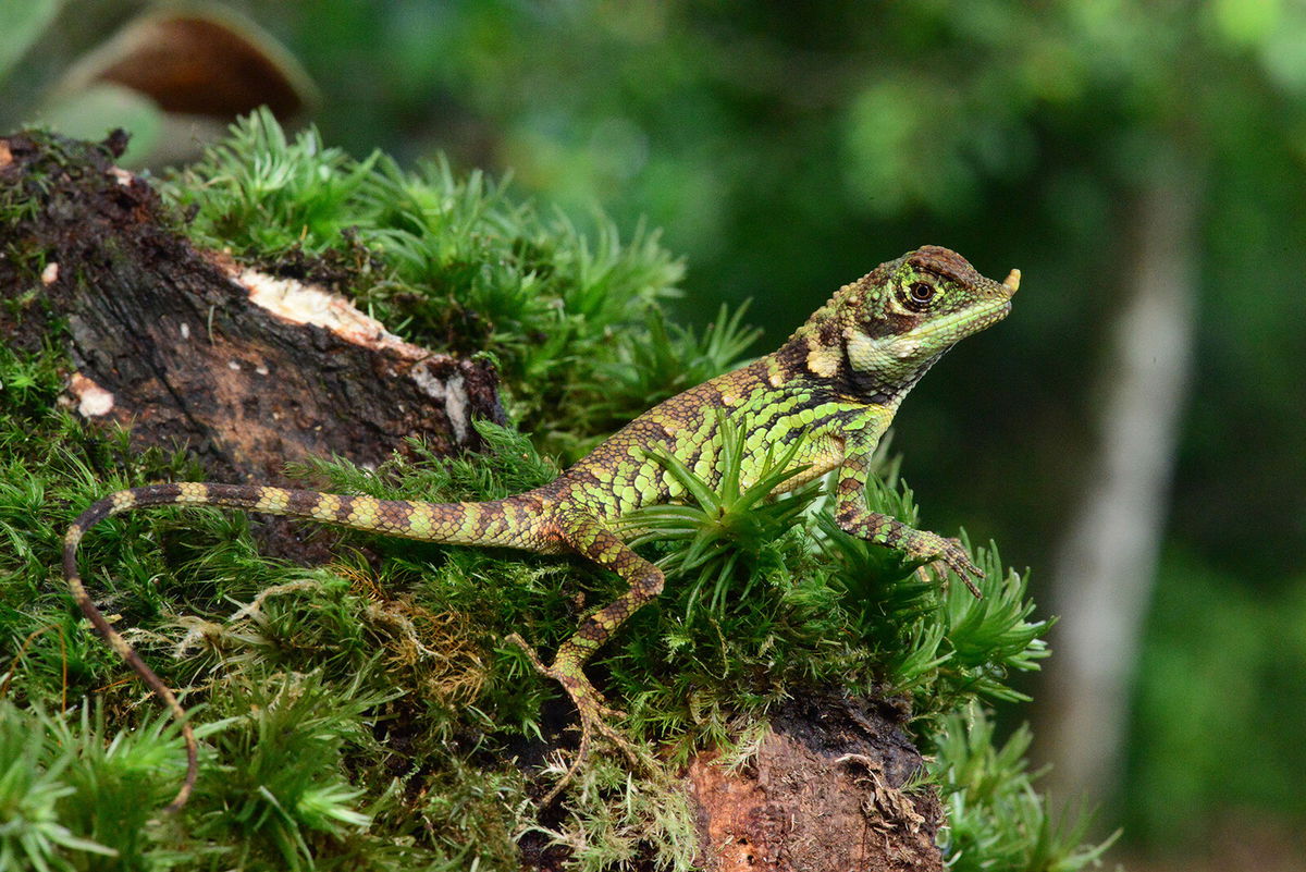 <i>Johannes Els/National Science Foundation</i><br/>Mountain horned agama