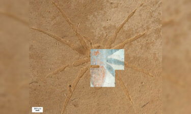 The spider fossil is hard to differentiate from the rock. But when the fossil is studied under a fluorescent microscope