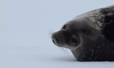 A Weddell seal is a delight to spot.