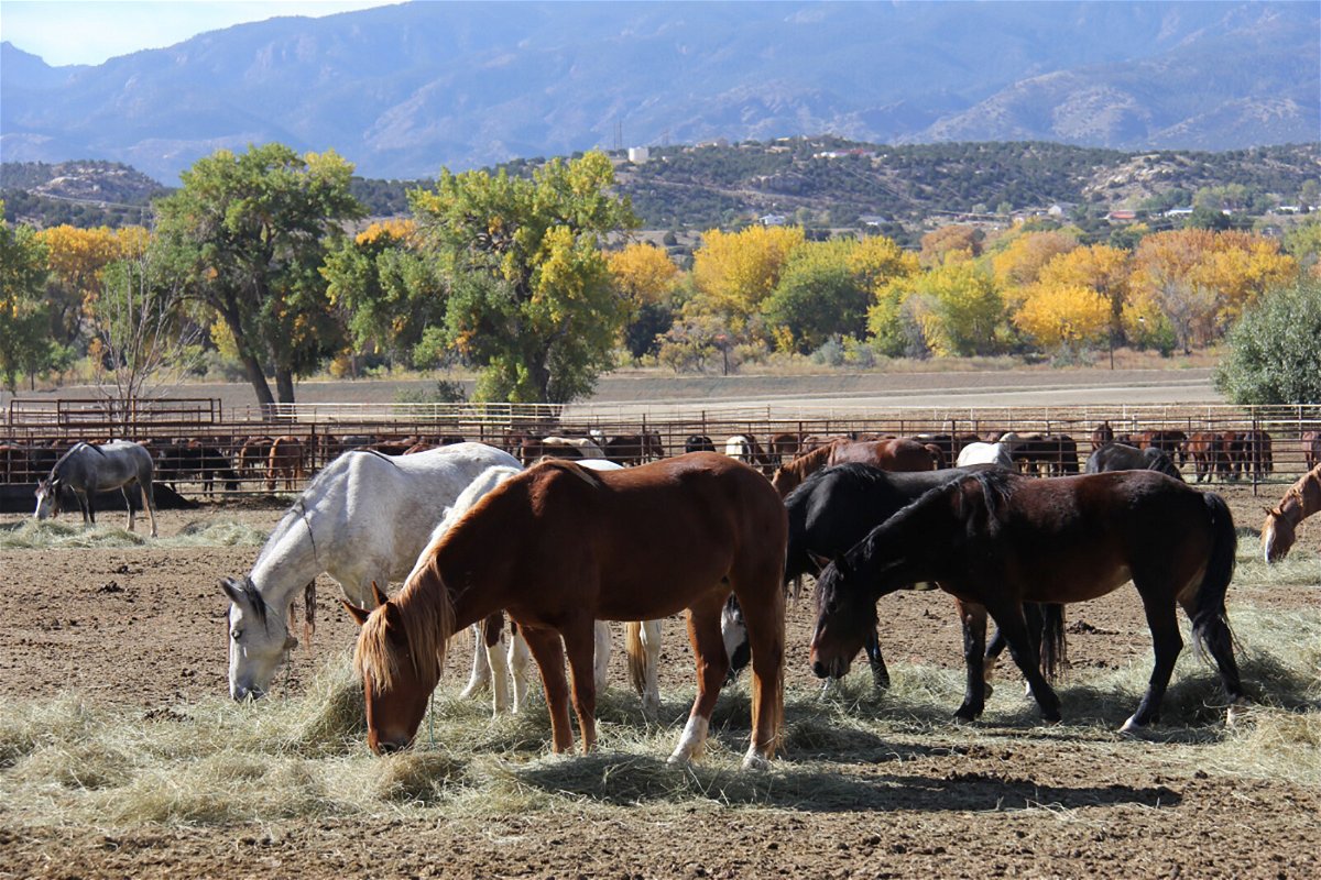 <i>Bureau of Land Management</i><br/>Wild horses are seen in this file photo of the Bureau of Land Management wild horse and burro holding facility in Cañon City