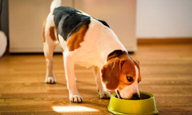 Pet food dishes have ranked highly among most contaminated household objects