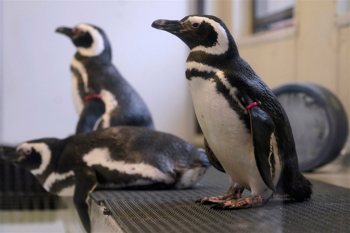 <i>Charlie Neibergall/AP</i><br/>Magellan penguins stand in their enclosure at the Blank Park Zoo on April 5  in Des Moines
