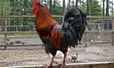 How the avian influenza has impacted Missouri
