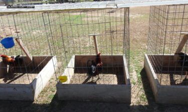 An Illegal marijuana grow and a rooster fight ring were discovered on April 20 in Burson
