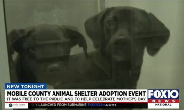 Coordinators Joanne Anderson and Donna Gardner said they that there were so many strays in the county shelter that they were just trying to clear it out for Mother's Day.