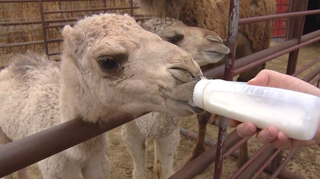 <i>KCNC</i><br/>People with food allergies and lactose intolerance are always looking for other options to cow's milk. There is an ancient alternative that's being produced in Colorado.