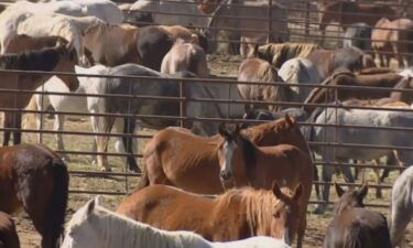 Lack of staffing is apparently the main cause of 144 horse deaths at BLM facility