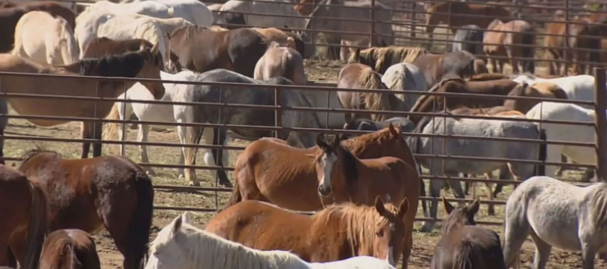 <i>KCNC</i><br/>Lack of staffing is apparently the main cause of 144 horse deaths at BLM facility