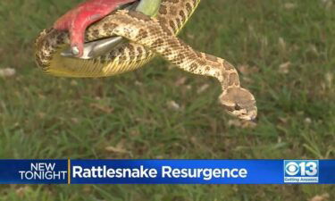 Rattlesnake sightings slither up into Memorial Day weekend.