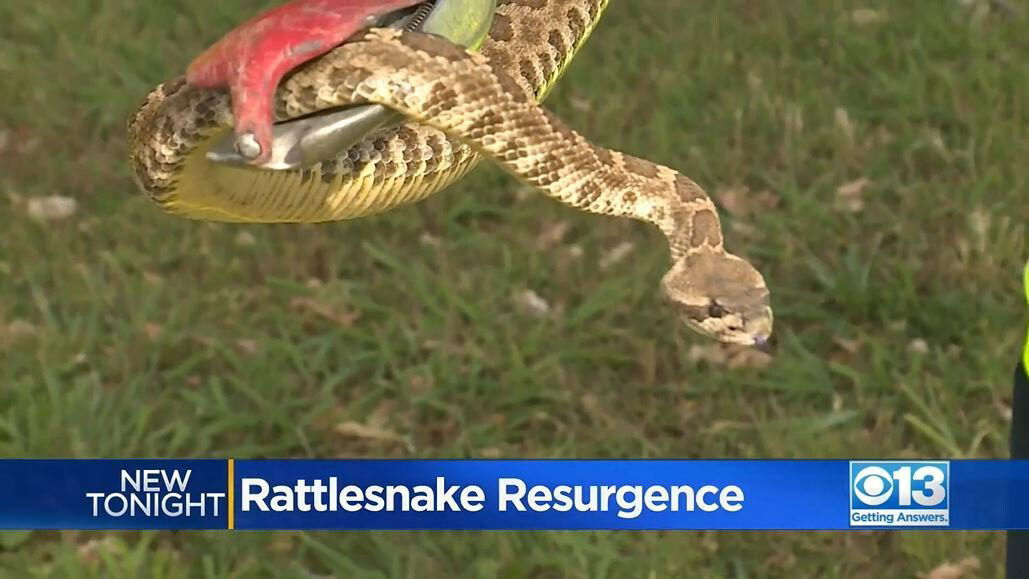 <i>KOVR</i><br/>Rattlesnake sightings slither up into Memorial Day weekend.