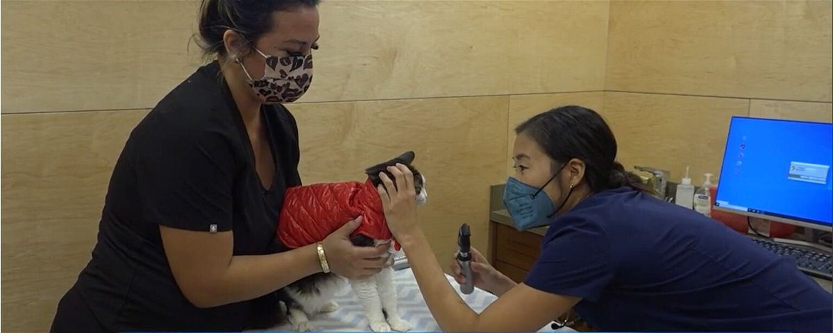 <i>KITV</i><br/>Veterinarian staff shortage impacts Hawaii pet owners.