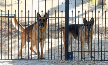 Most popular guard dog breeds