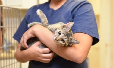 Cats available for adoption in Kansas City
