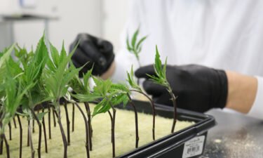 Cannabis cuttings at Hawthorne's R&D center in Kelowna