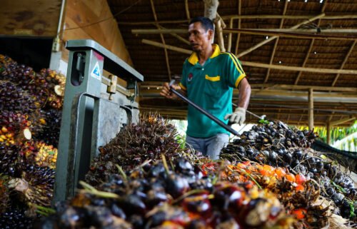 Indonesia will lift a ban on exports of palm oil