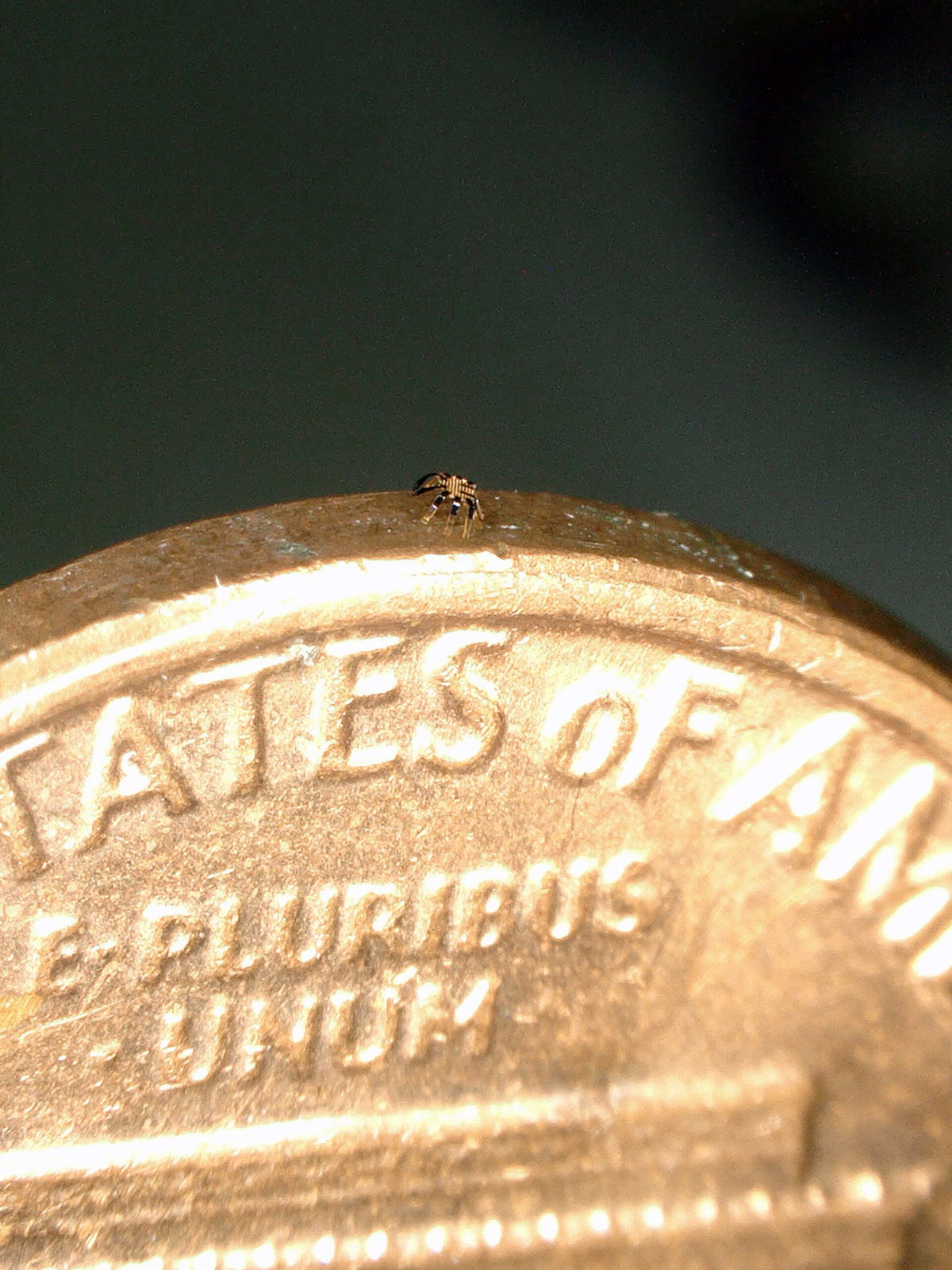 <i>Northwestern University</i><br/>A robotic crab can balance on the side of a penny.