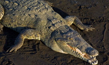 This is an American crocodile (Crocodylus acutus). Note the more slender V-shaped snout versus the broader