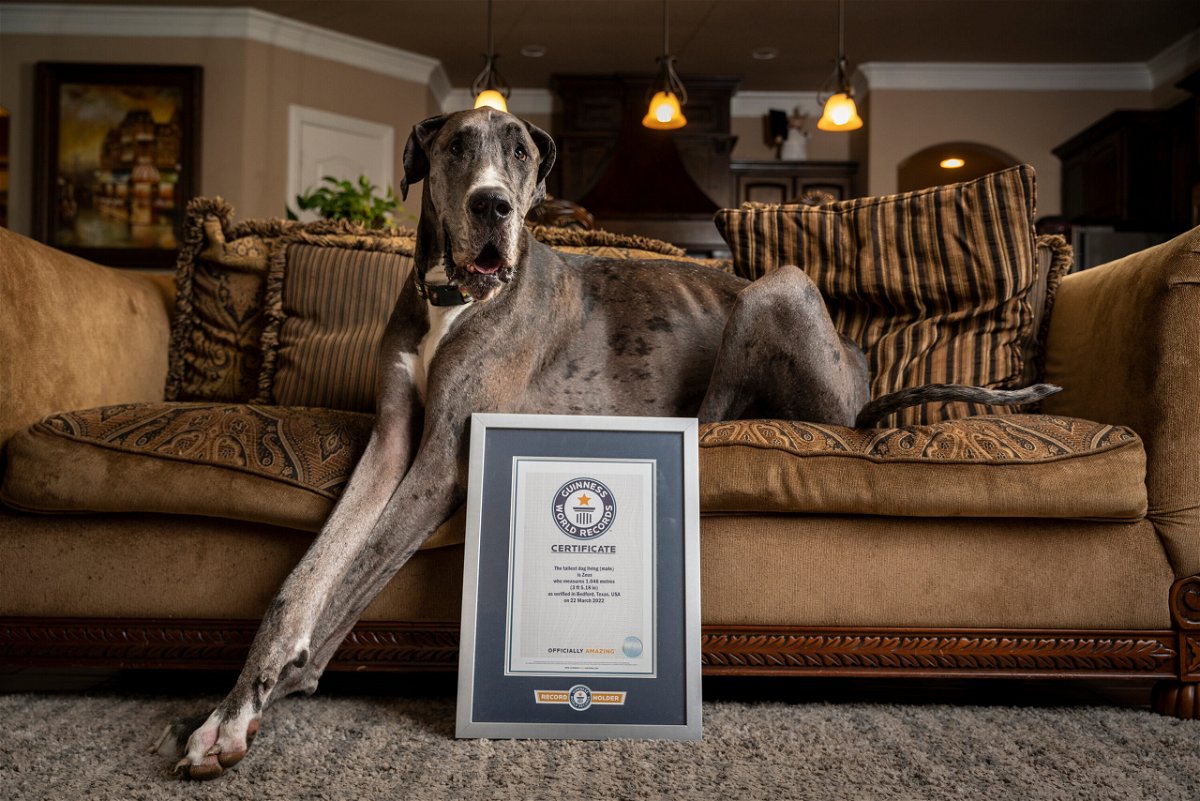 <i>Guinness World Records</i><br/>Zeus eats 12 cups of dog food a day.