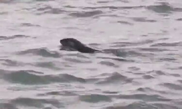 A river otter was spotted in the Detroit River for the first time in a century.