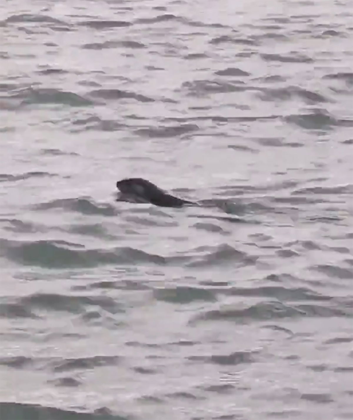 <i>Courtesy Eric Ste Marie</i><br/>A river otter was spotted in the Detroit River for the first time in a century.