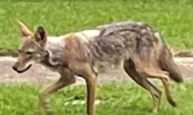 Dallas police say this coyote attacked a boy on Tuesday. It's not clear is this coyote was one of the animals killed by wildlife staff.