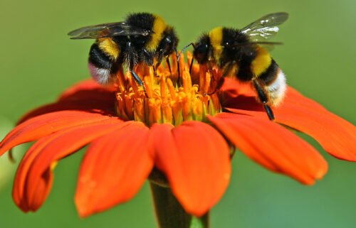 6 surprising things about bees on World Bee Day.