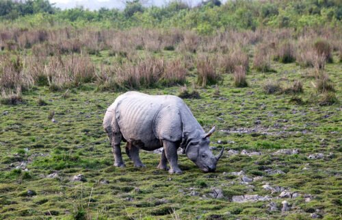 A greater one-horned rhinoceros in Kaziranga National Park