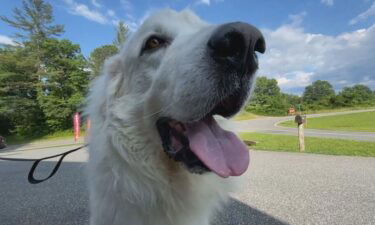 A Great Pyrenees in Graham County has gotten into some legal trouble.