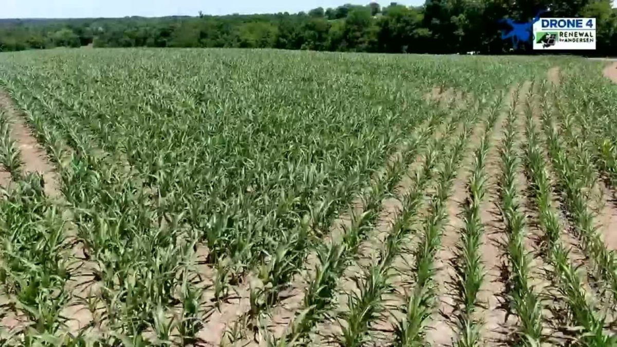 <i>KMOV</i><br/>A rainy spring forced most crop farmers to plant corn and soybeans one to two months behind schedule