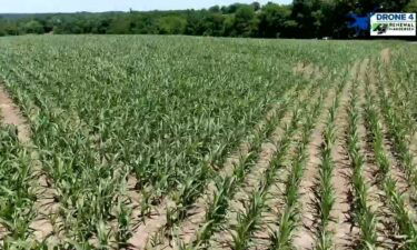 A rainy spring forced most crop farmers to plant corn and soybeans one to two months behind schedule