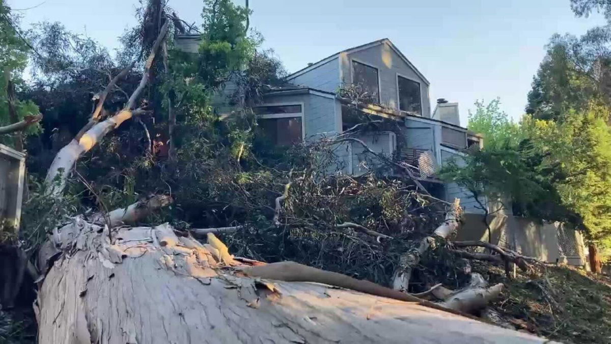 <i>KSBW</i><br/>An 80-foot-long eucalyptus tree crashed down on two condominium units in Aptos