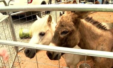 Madison-Rose Sprinkle said three mini horses died after being poisoned and their donkey Mary has a 50-50 chance of survival.