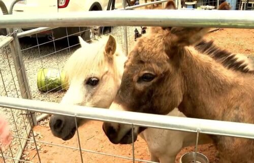 Madison-Rose Sprinkle said three mini horses died after being poisoned and their donkey Mary has a 50-50 chance of survival.