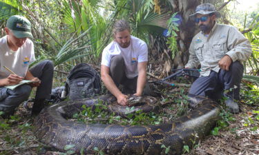 Wildlife biologists from the Conservancy of Southwest Florida caught a female Burmese python weighing 215 pounds (97.5 kg) by tracking a male scout snake.