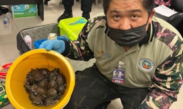 Two women were arrested at Bangkok's international airport with more than 100 animals in their luggage.