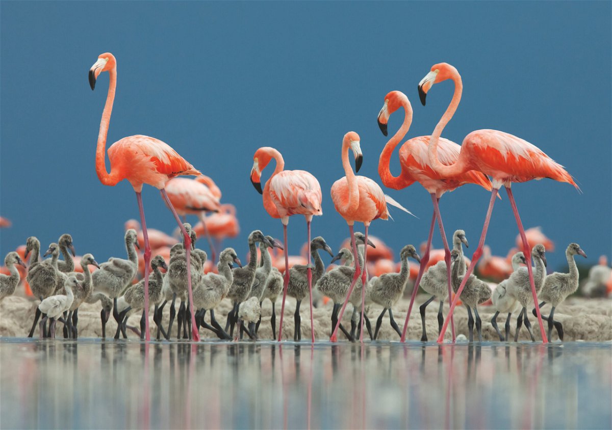 <i>Claudio Contreras Koob / Nature Picture Library</i><br/>The Caribbean flamingo lives in salty wetland and coastal waters around Mexico