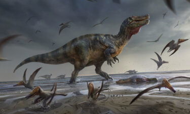 Scientists have identified the remains of a Spinosaurid