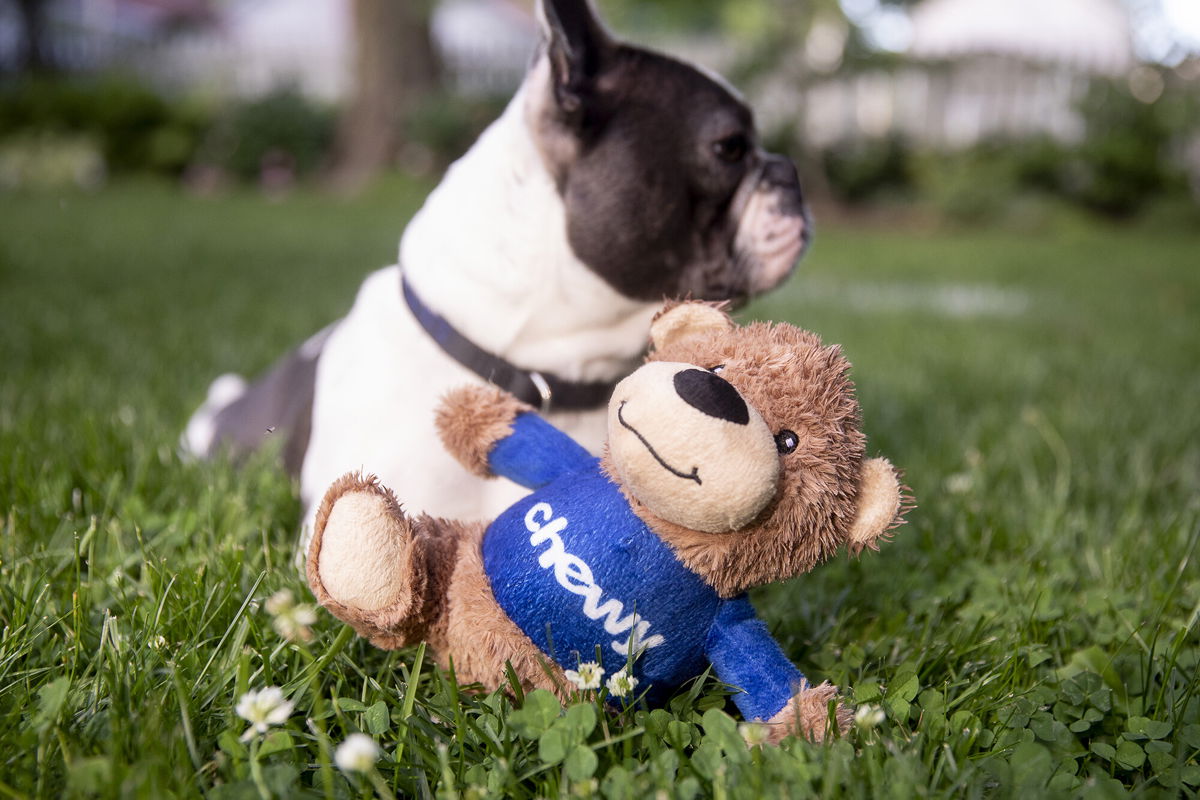 <i>Daniel Acker/Bloomberg/Getty Images</i><br/>Chewy pet supply reported surprise profit and sales numbers that topped forecasts after the closing bell June 1. Shares of Chewy soared almost 20% on the news early June 2.