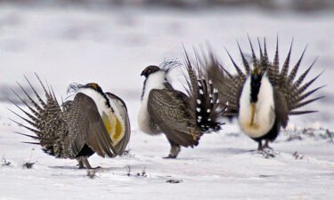 The groups argue the federal government failed to address the environmental impacts to groundwater and wildlife -- like the greater sage-grouse