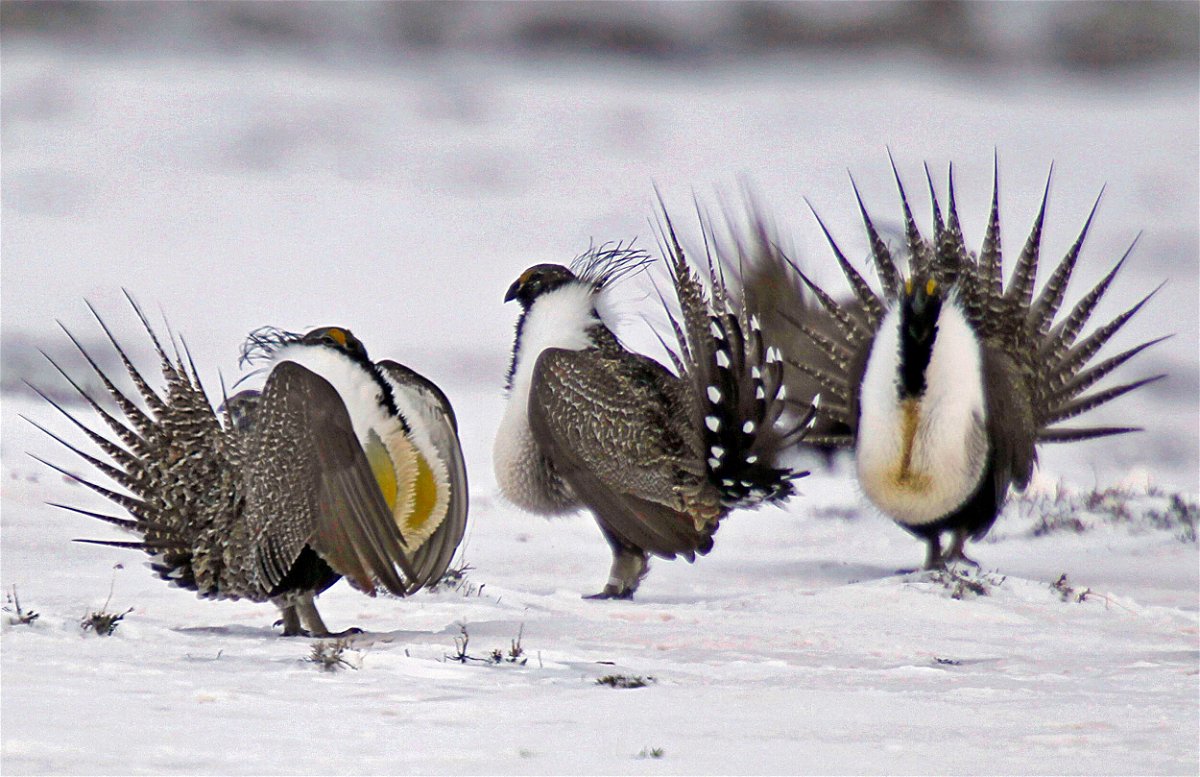 <i>David Zalubowski/AP/FILE</i><br/>The groups argue the federal government failed to address the environmental impacts to groundwater and wildlife -- like the greater sage-grouse