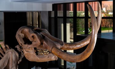 The Buesching mastodon is a nearly complete skeleton of an 8-ton male adult.