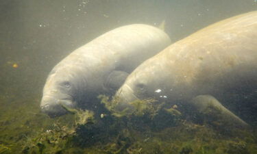 Conservation groups have announced that the US Fish and Wildlife Service will update its protections of habitats in Florida for manatees