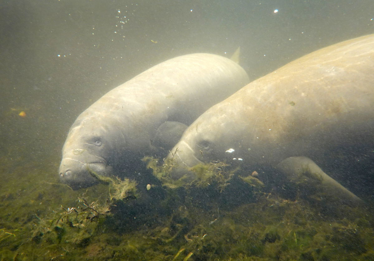 <i>Joe Raedle/Getty Images</i><br/>Conservation groups have announced that the US Fish and Wildlife Service will update its protections of habitats in Florida for manatees