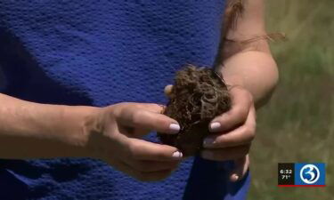 Angevine Farm in Warren is also seeing the impact of Connecticut's drought on their Christmas Tree operation.