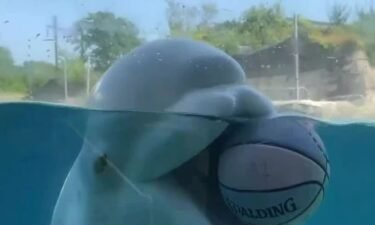 The Mystic Aquarium is keeping animals cool during heat wave.