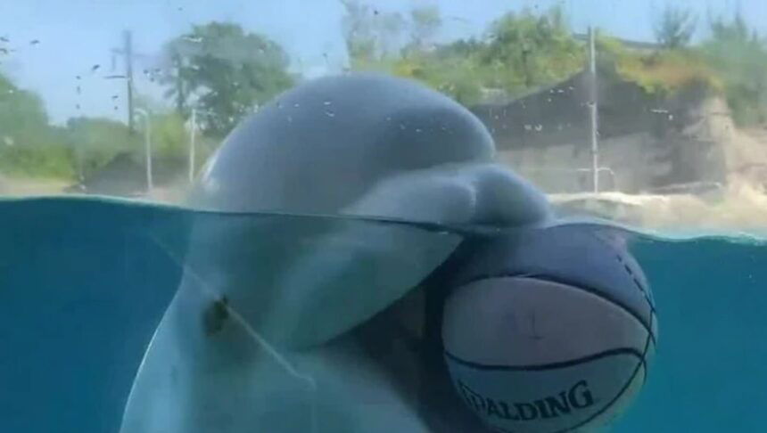 <i>WFSB</i><br/>The Mystic Aquarium is keeping animals cool during heat wave.