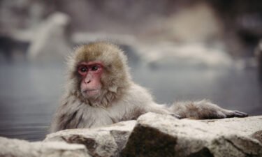 At least 45 people have been injured by Japanese macaques -- also known as snow monkeys -- in and around Yamaguchi city.