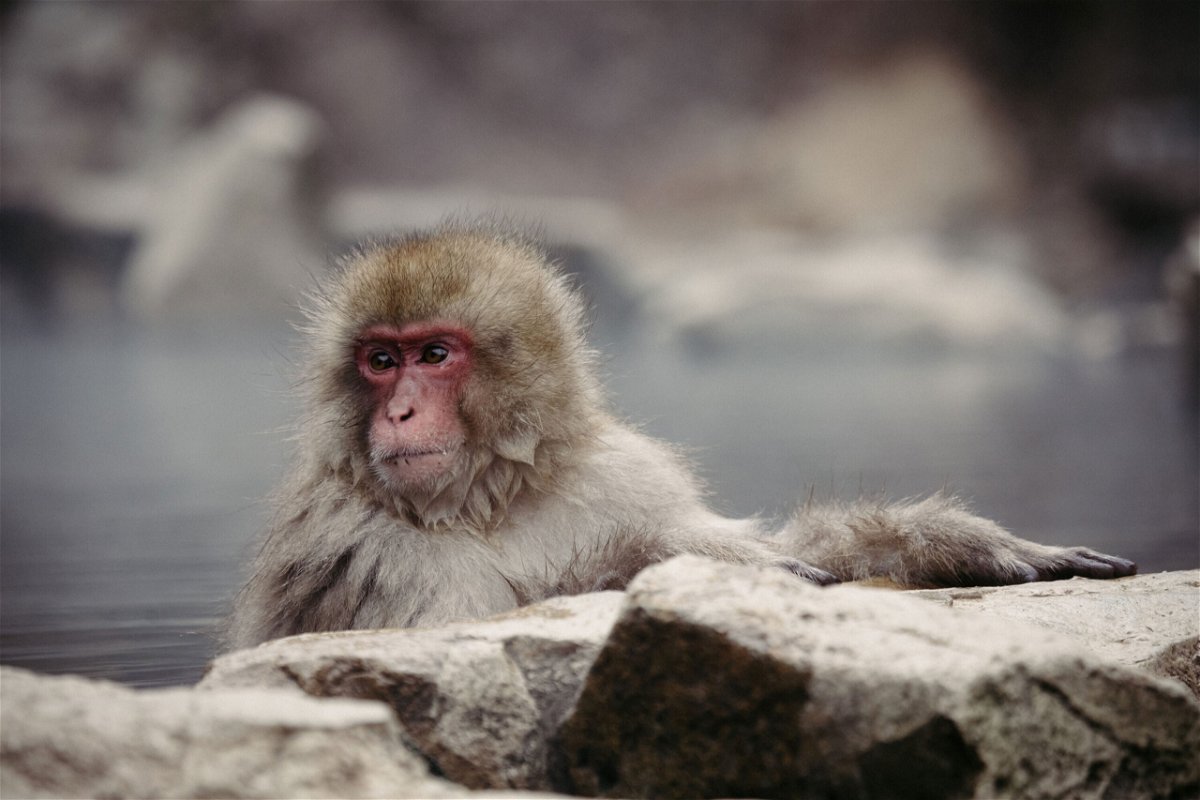 <i>Takahiro Yoshida/SOPA/LightRocket/Getty Images</i><br/>At least 45 people have been injured by Japanese macaques -- also known as snow monkeys -- in and around Yamaguchi city.